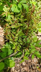 Rose rosette emaravirus