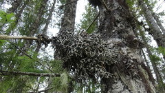 Hypogymnia duplicata