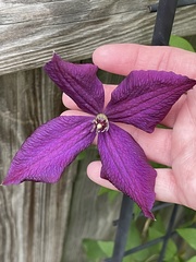 Clematis × jackmanii