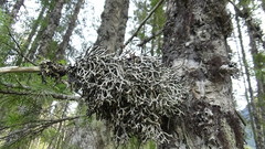 Hypogymnia duplicata