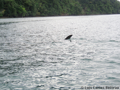 Whale Shark