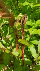 Rose rosette emaravirus