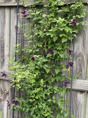 Clematis × jackmanii