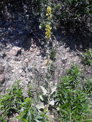 Verbascum rotundifolium