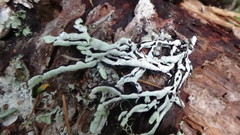 Hypogymnia duplicata