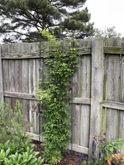 Clematis × jackmanii