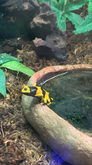 Dendrobates
