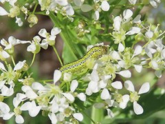 Anthocharidini