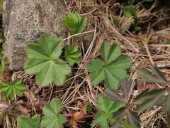 Alchemilla coriacea