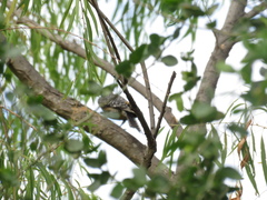 Melanerpes uropygialis