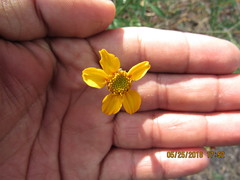 Dyssodia tagetiflora