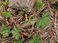 Alchemilla coriacea