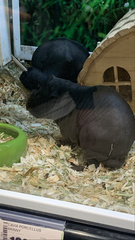 Tapirus