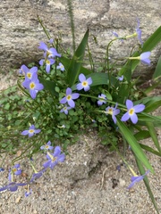 Houstonia serpyllifolia