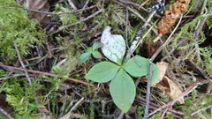 Cornus unalaschkensis