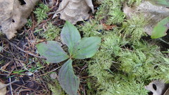 Cornus unalaschkensis