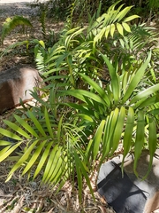 Zamia prasina