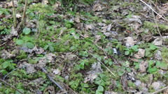 Cornus unalaschkensis