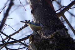 Cyanistes caeruleus