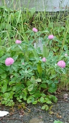 Trifolium pratense