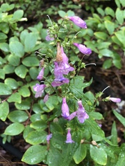 Penstemon laxiflorus