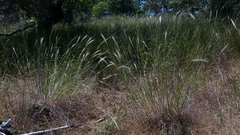 Elymus × hansenii