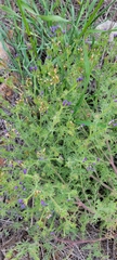 Gilia nevinii