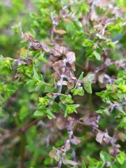 Podosphaera euphorbiae