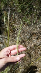 Elymus × hansenii