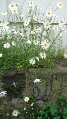 Leucanthemum vulgare
