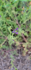Gilia nevinii