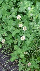 Trifolium repens