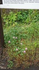 Trifolium pratense