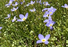 Houstonia serpyllifolia