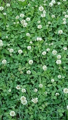 Trifolium repens