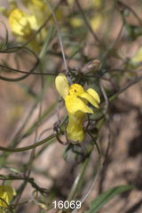 Neogaerrhinum filipes