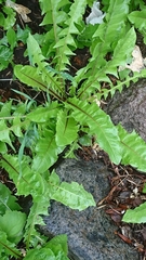 Taraxacum officinale