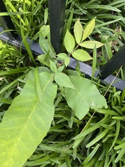 Carya