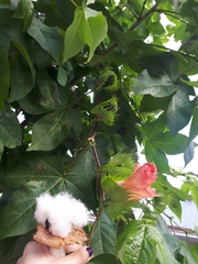 Gossypium herbaceum