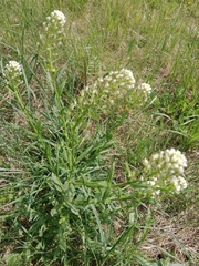 Thlaspi arvense
