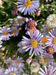 Felicia erigeroides