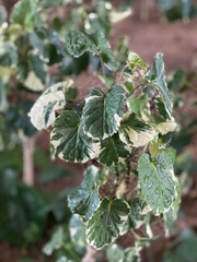 Polyscias balfouriana