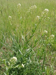 Thlaspi arvense