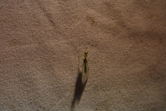 Zeugomantispa minuta