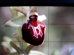 Ophrys sphegodes provincialis