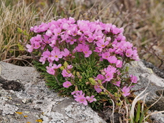 Androsace halleri