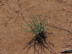 Stephanomeria pauciflora