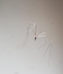 Crossopriza