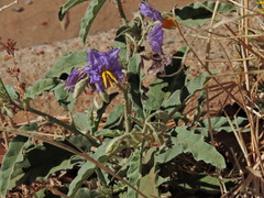 Solanum elaeagnifolium