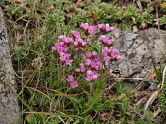 Androsace halleri